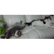 Cat Products (33)