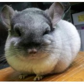 Chinchilla (60)