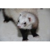Ferrets Products (45)