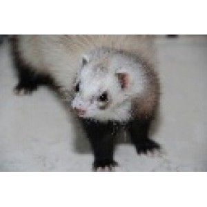 Ferrets Products