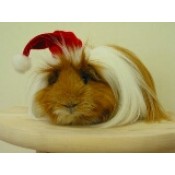 Guinea Pig Products (59)