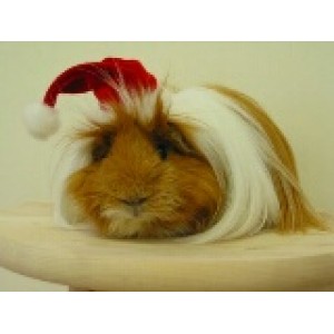 Guinea Pig Products