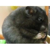 Hamster & Rodent Products (42)