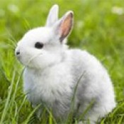 Rabbit Products (78)