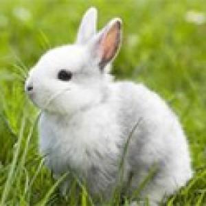 Rabbit Products