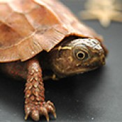 Reptiles Products (188)